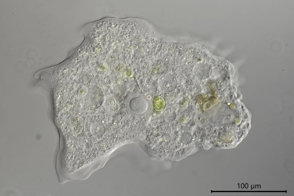 Mayorella augusta